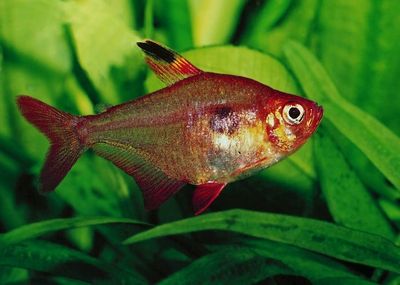 Hyphessobrycon callistus (Rubis du paraguay)