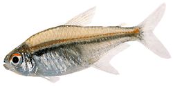 Hyphessobrycon heterorhabdus (Drapeau belge)