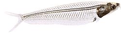Kryptopterus bicirrhis