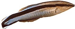 Labroides dimidiatus (Labre nettoyeur commun)