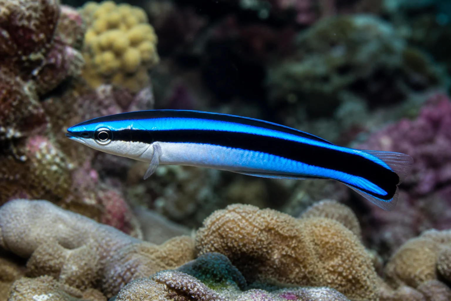 Labroides dimidiatus