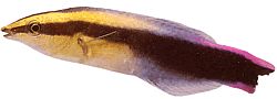 Labroides phtirophagus (Labroïde à queue rouge)
