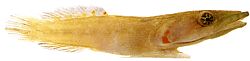 Lepadogaster candollei (Porte-écuelle)