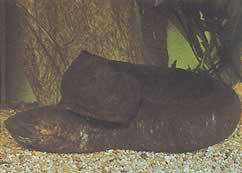 Lepidosiren paradoxa (Lépidosirène d'Amérique du Sud)
