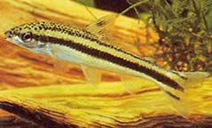 Leporellus vittatus (Leporello)