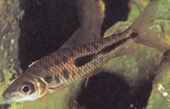 Leporinus moralesi (Leporinus mûre)