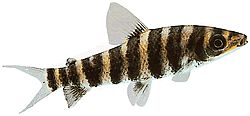 Leporinus octofasciatus (Leporinus à nageoires rouges)