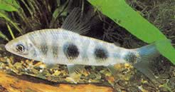 Leporinus steyermarki (Leporinus gris de Steyermark)