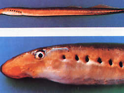 Lethenteron zanandreai