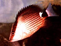 Lutjanus sanguineus