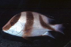 Lutjanus sebae (Lutjan rouge)