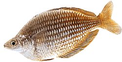 Melanotaenia fluviatilis (Poisson arc-en-ciel Australien)