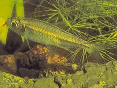 Micralestes humilis (Tétra africain à nageoires rouges)