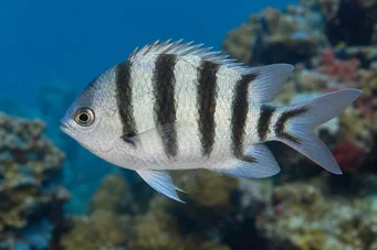 Abudefduf oxyodon Diable à raies bleues