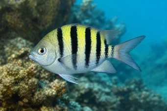 Abudefduf saxatilis Sergent-major