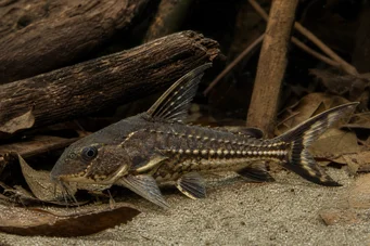 Acanthodoras spinosissimus Silure parleur