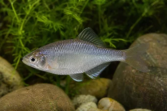 Acanthorhodeus atranalis Bouvière du Japon