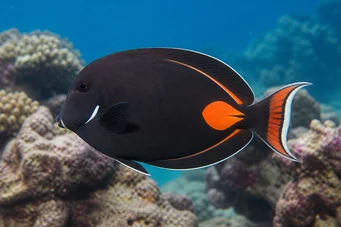 Acanthurus Achilles Chirurgien à tache et queue rouges