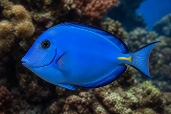Acanthurus coeruleus Chirurgien bleu