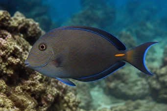 Acanthurus Dussumieri Poisson chirurgien à oeil rayé
