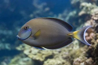 Acanthurus Fowleri Poisson chirurgien de Fowler