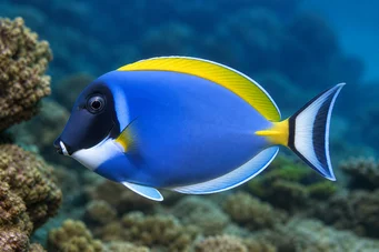 Acanthurus leucosternon Chirurgien à poitrine blanche