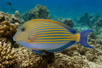 Acanthurus Lineatus Chirurgien rayé