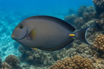 Acanthurus Mata Chirurgien à queue blanche