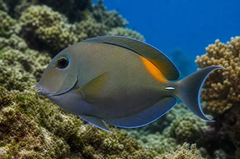Acanthurus olivaceus Acanthure olive