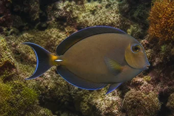 Acanthurus pyroferus Acanthure varié