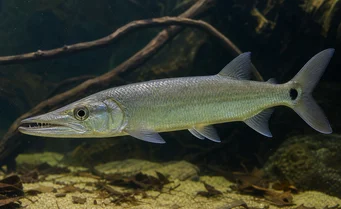 Acestrorhynchus falcirostris Payala, grand dent-chien, characin-chien