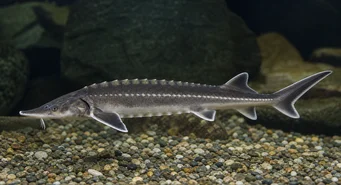 Acipenser ruthenus Sterlet