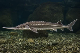 Acipenser stellatus Esturgeon étoilé