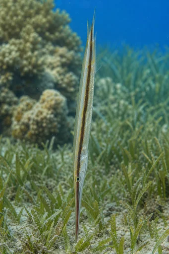 Aeoliscus strigatus Poisson rasoir