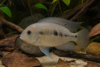 Aequidens pallidus Aequidens pallidus