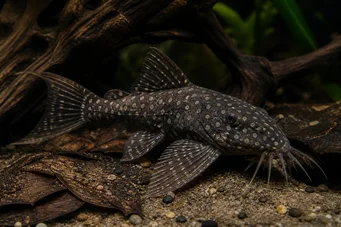 Agamyxis pectinifrons Silure peige