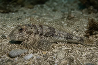 Agonus cataphractus Souris de mer