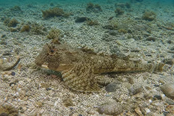 Agonus decagonus Furet des mers