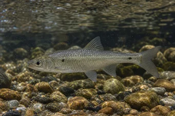 Alburnoides bipunctatus Spirlin