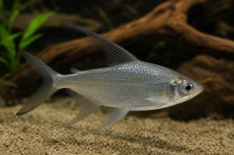 Alestes longipinnis Characin à longues nageoires