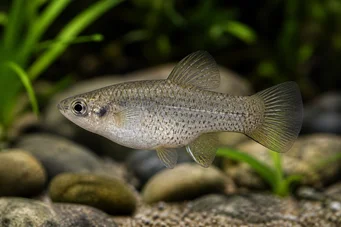 Allotoca dugesi Allotoca dugesi