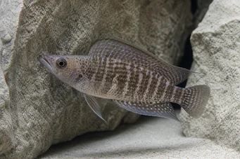 Altolamprologus compressiceps Altolamprologus compressiceps