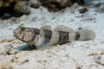 Amblygobius Phalaena Gobie annelé