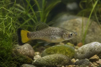 Ameca splendens Ameca splendens