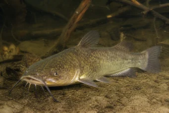 Ameiurus nebulosus Ameiurus nebulosus