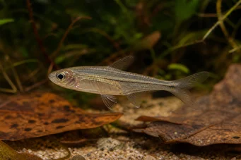 Ammocryptocharax elegans Characin-flèche élégant