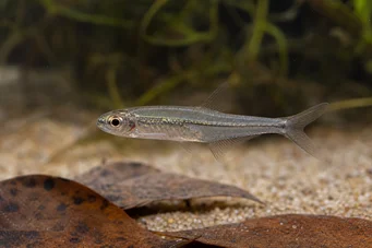 Ammocryptocharax minutus Characin-flèche minute