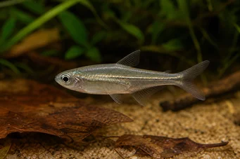 Ammocryptocharax vintonae Characin-flèche nain de Vinton