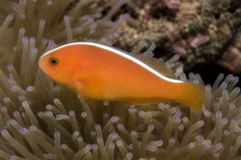 Amphiprion akallopisos Poisson-clown sans parure