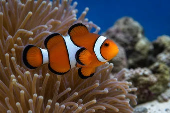 Amphiprion bicinctus Poisson-clown à deux bandes